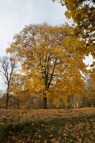 parkobokulwaryskiego.jpg